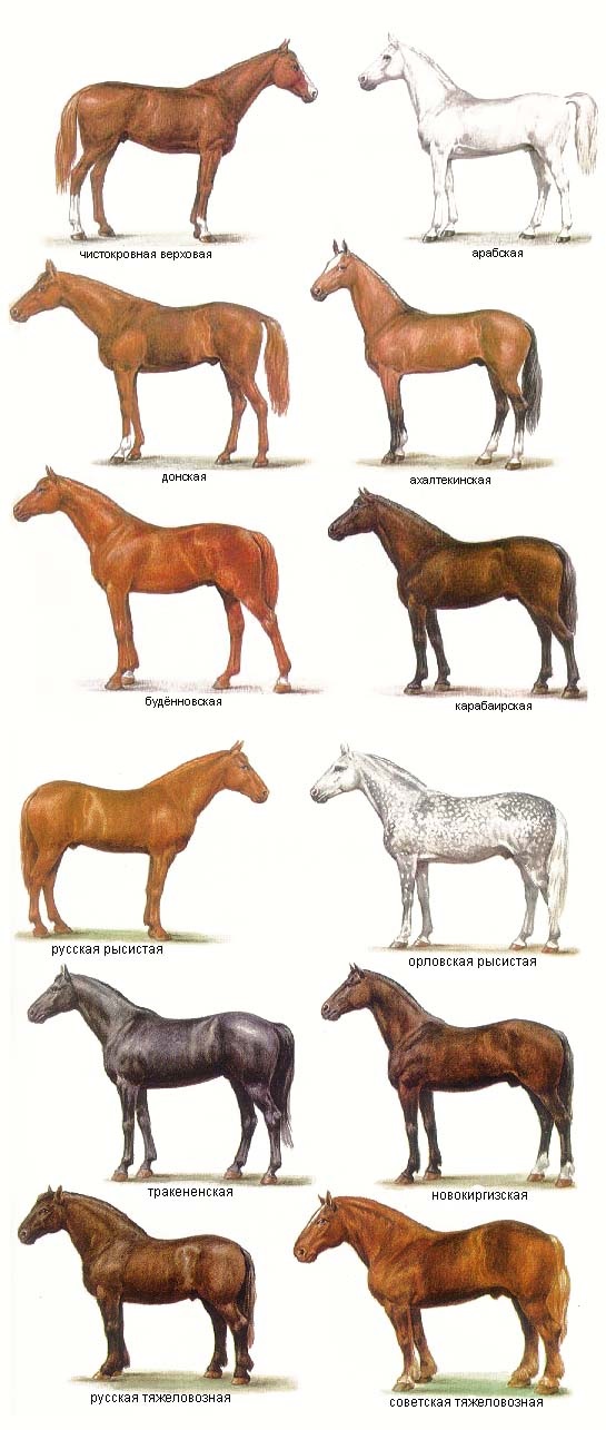 фото всех пород лошадей