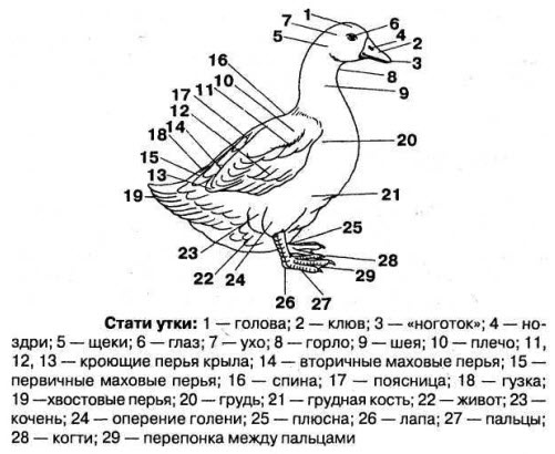 Породы Уток