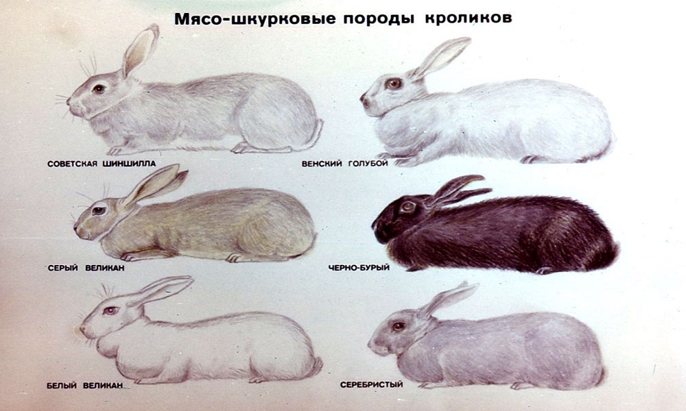 Лучшие мясные породы кроликов для разведения: описание и особенности
